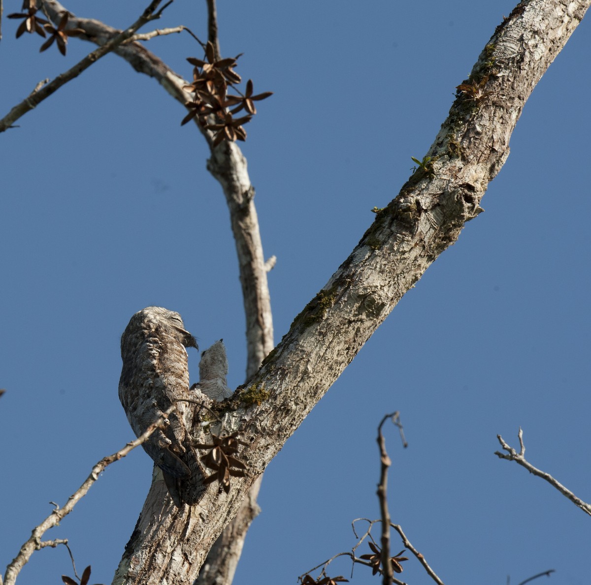 Great Potoo - ML63701181