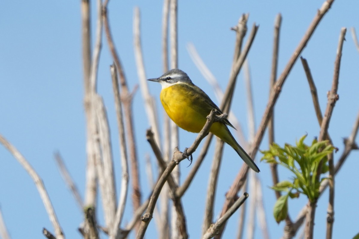 Bergeronnette printanière (iberiae/cinereocapilla/pygmaea) - ML637011953