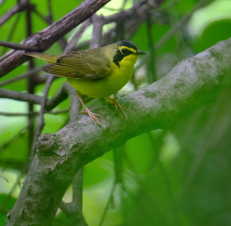 Kentucky Warbler - ML637012107