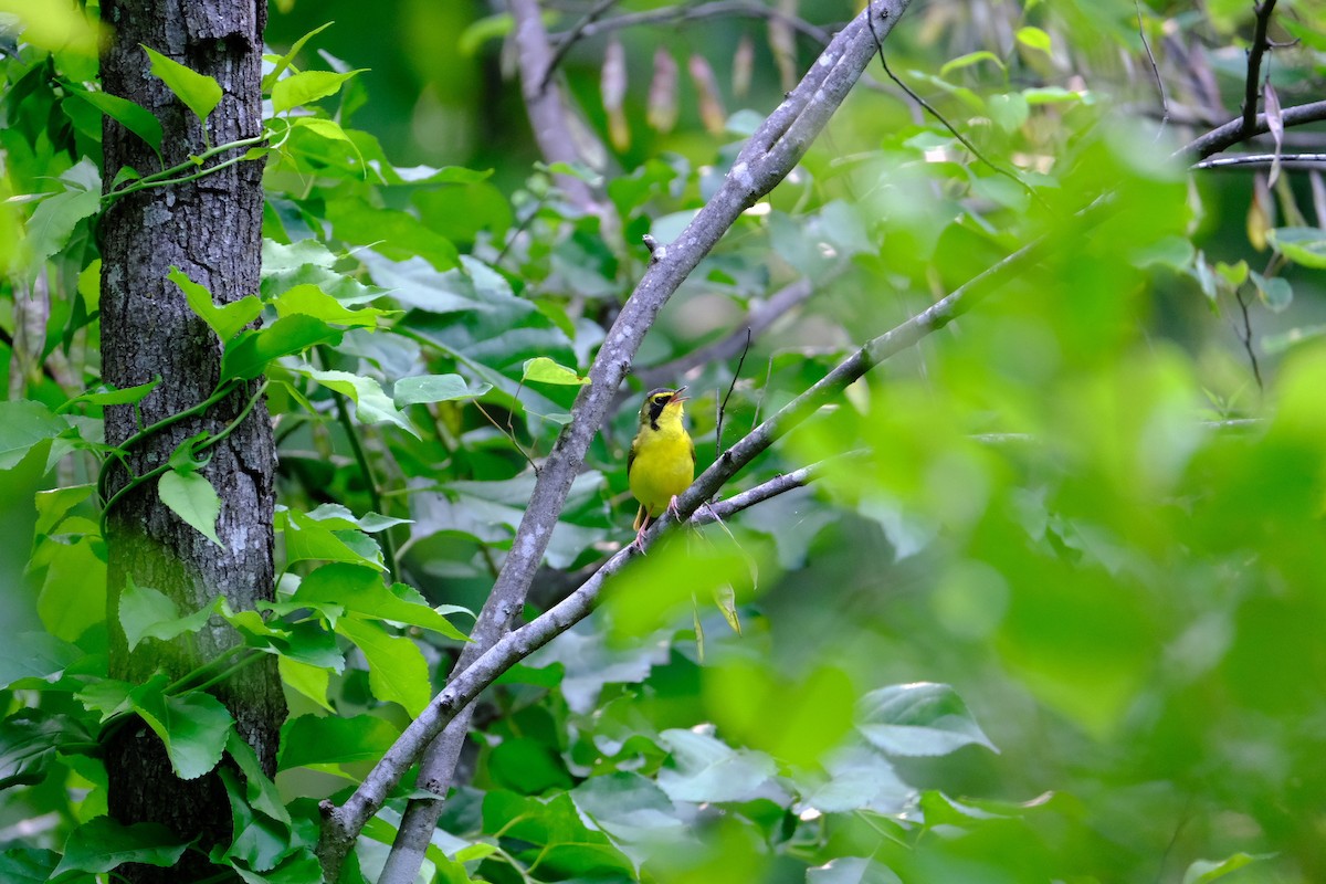 Kentucky Warbler - ML637012108