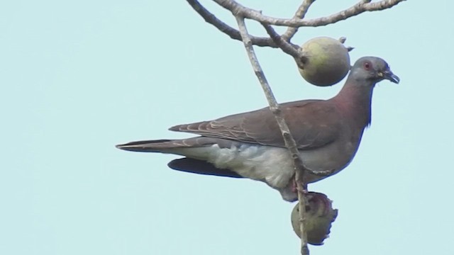 Pale-vented Pigeon - ML637012252
