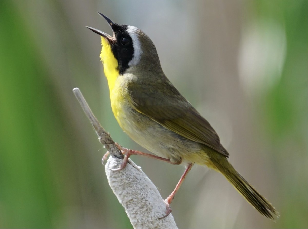 Common Yellowthroat - ML637012271