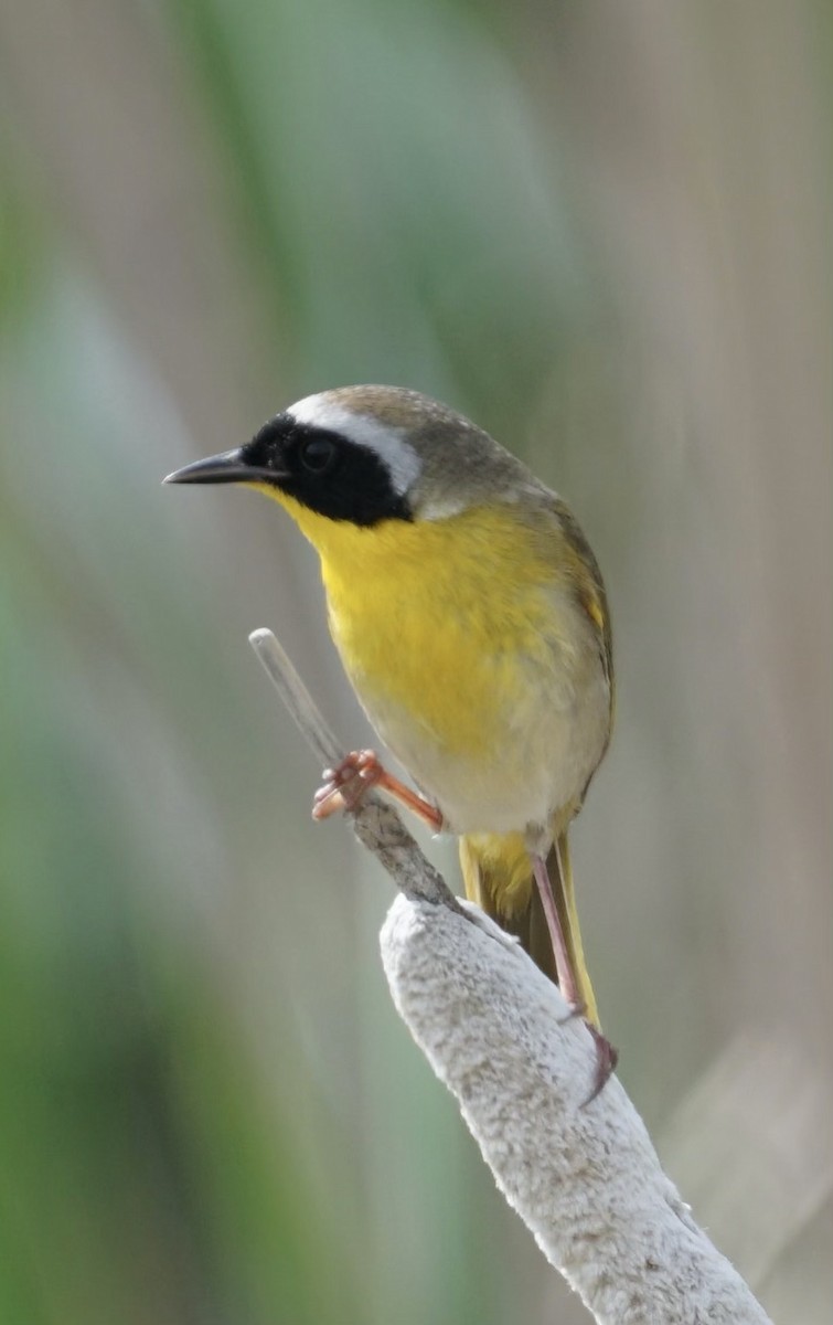 Common Yellowthroat - ML637012272