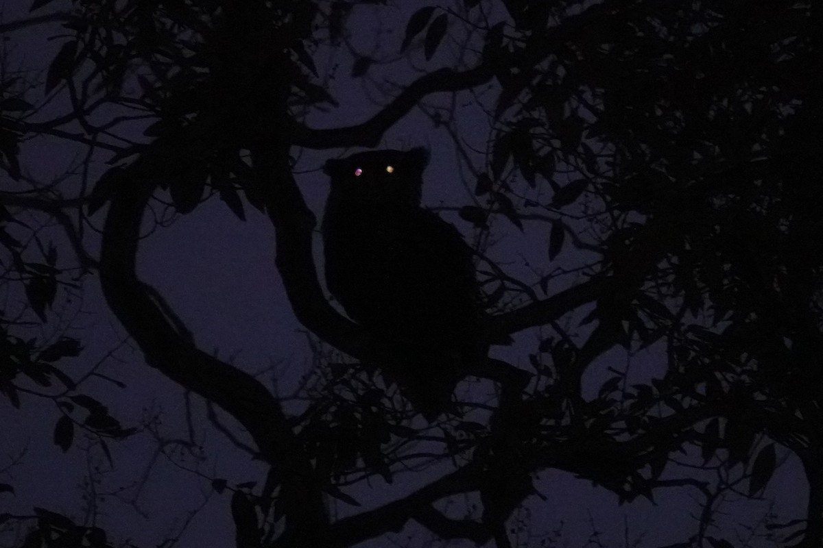 Spot-bellied Eagle-Owl - ML637012274