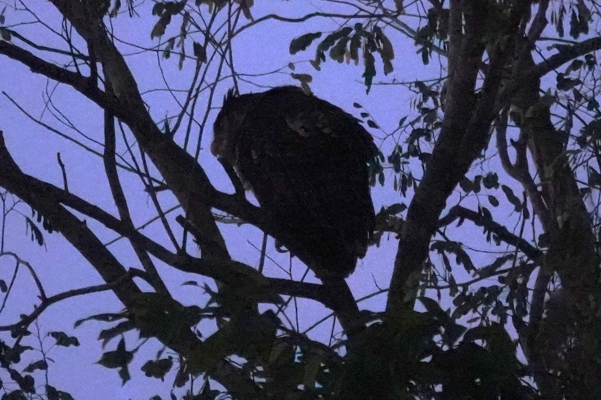 Spot-bellied Eagle-Owl - ML637012275