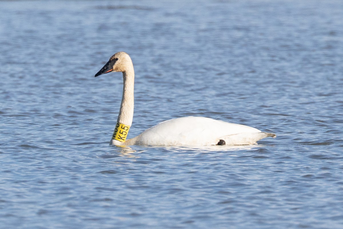 Trumpeter Swan - ML637012284