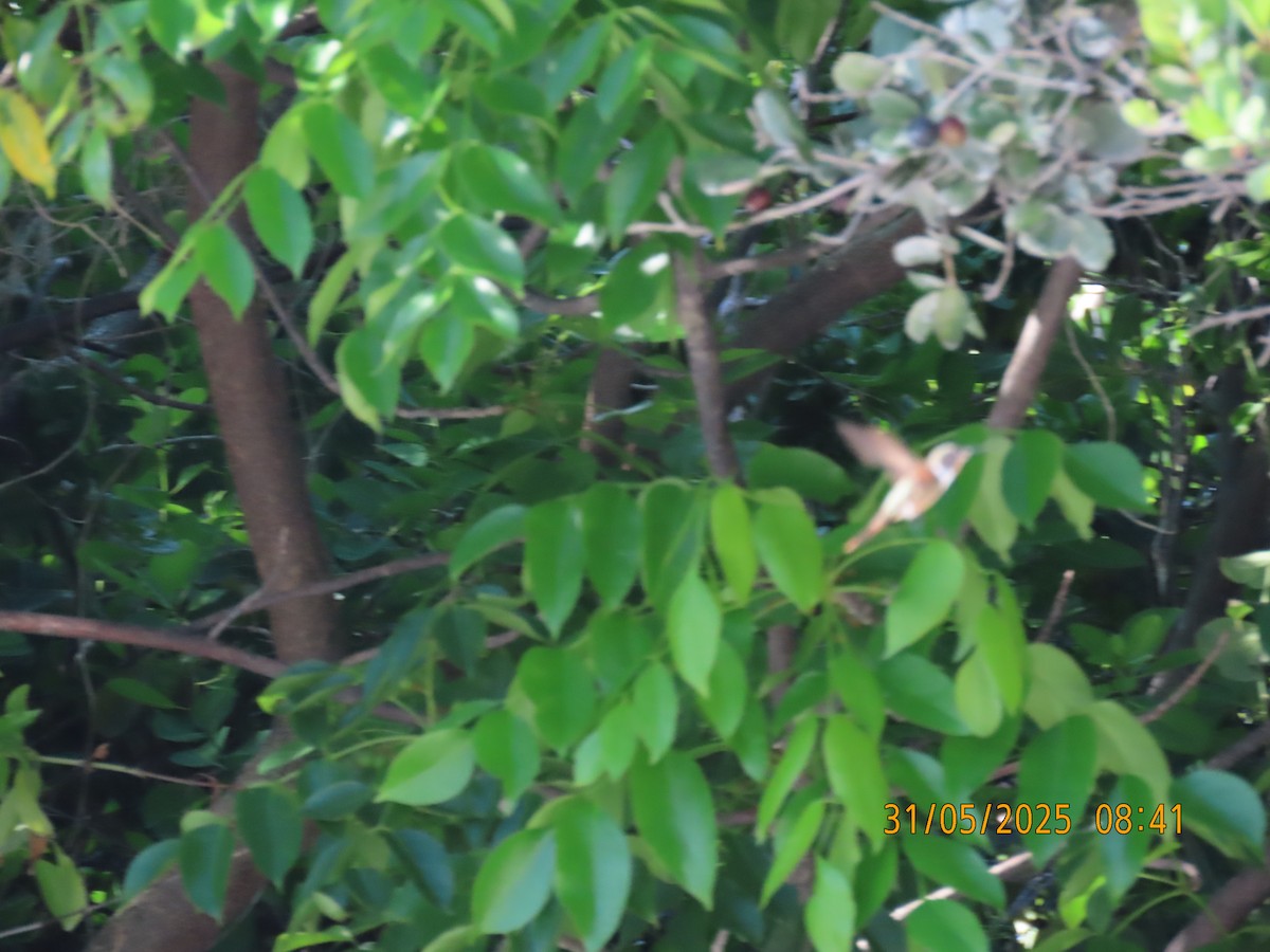 Bahama Woodstar - ML637012316