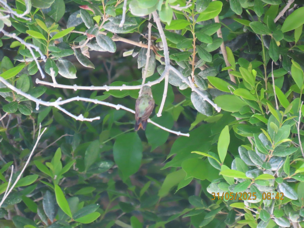 Bahama Woodstar - ML637012317