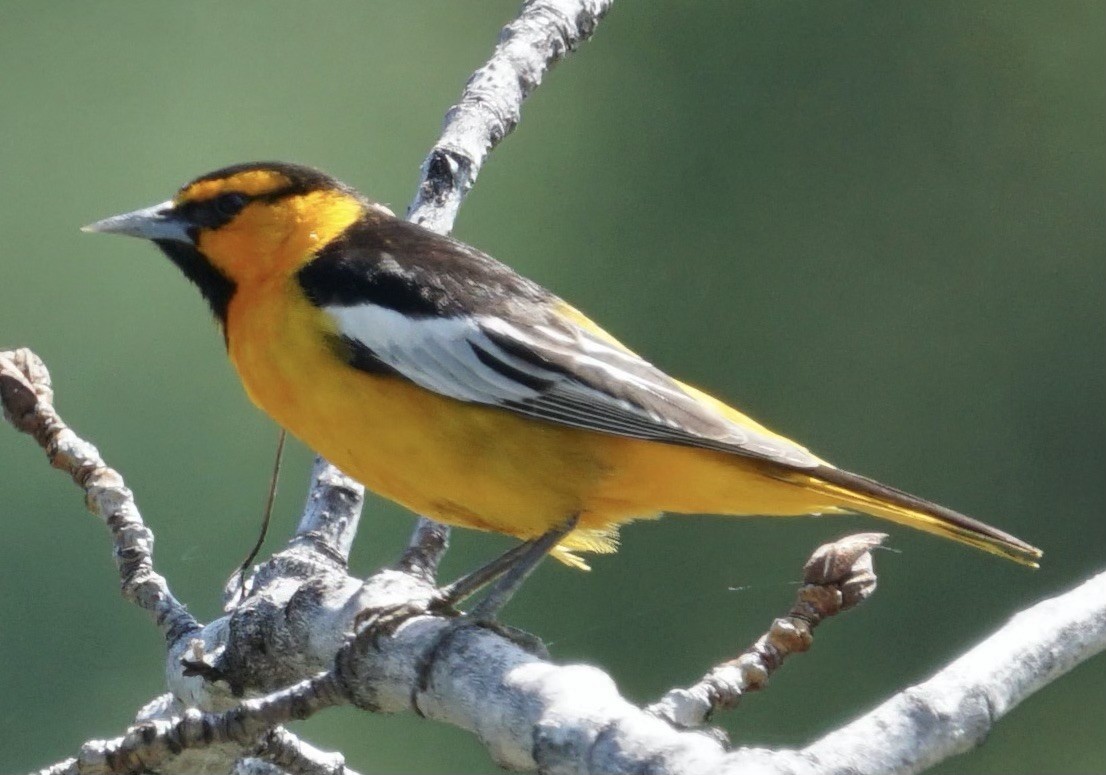 Bullock's Oriole - ML637012330