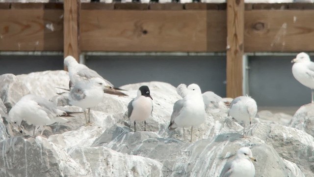 Franklin's Gull - ML637012430