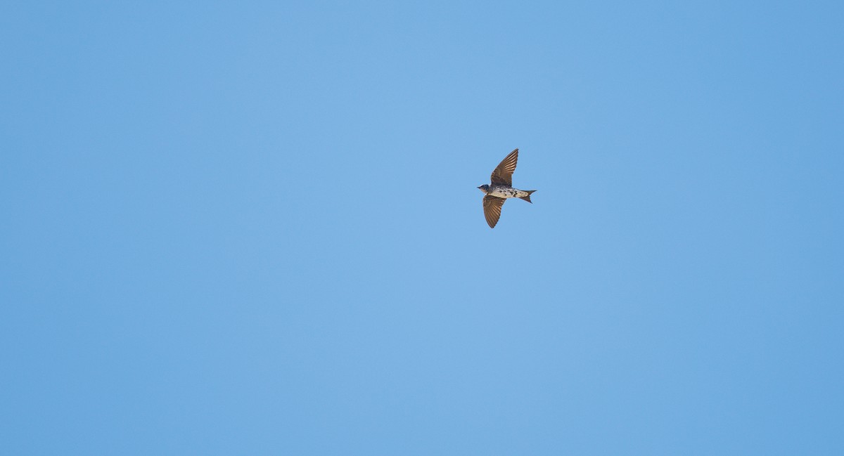Purple Martin (hesperia) - ML637012562