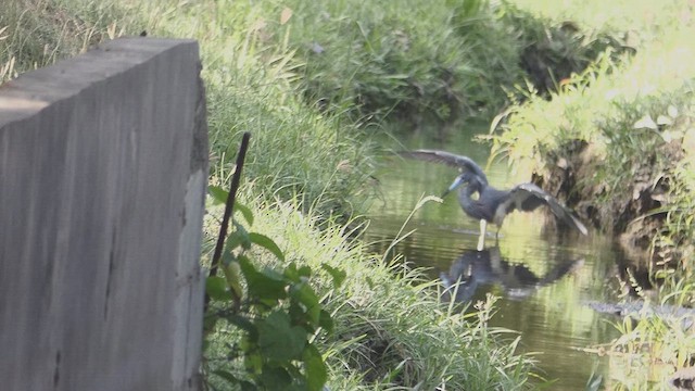 Tricolored Heron - ML637012656