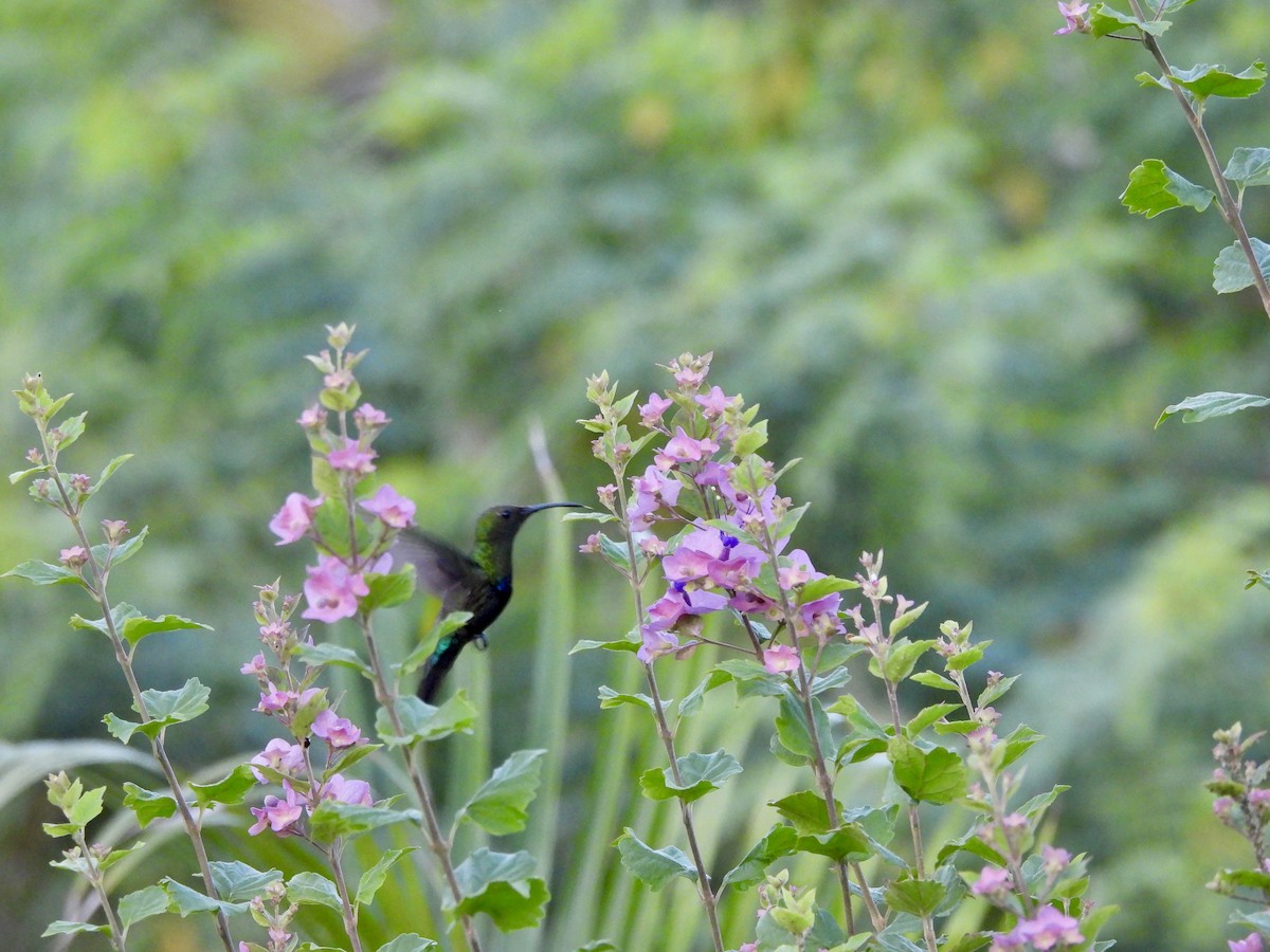 Green-throated Carib - ML637012689