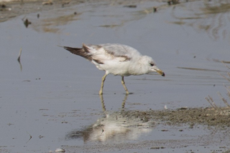 Ring-billed Gull - ML637012691
