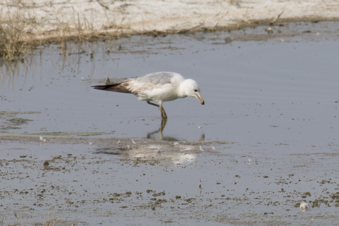 Ring-billed Gull - ML637012692