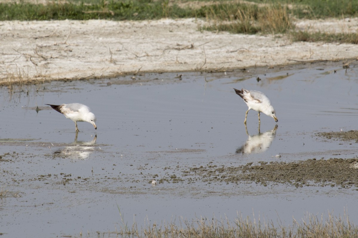 Ring-billed Gull - ML637012694