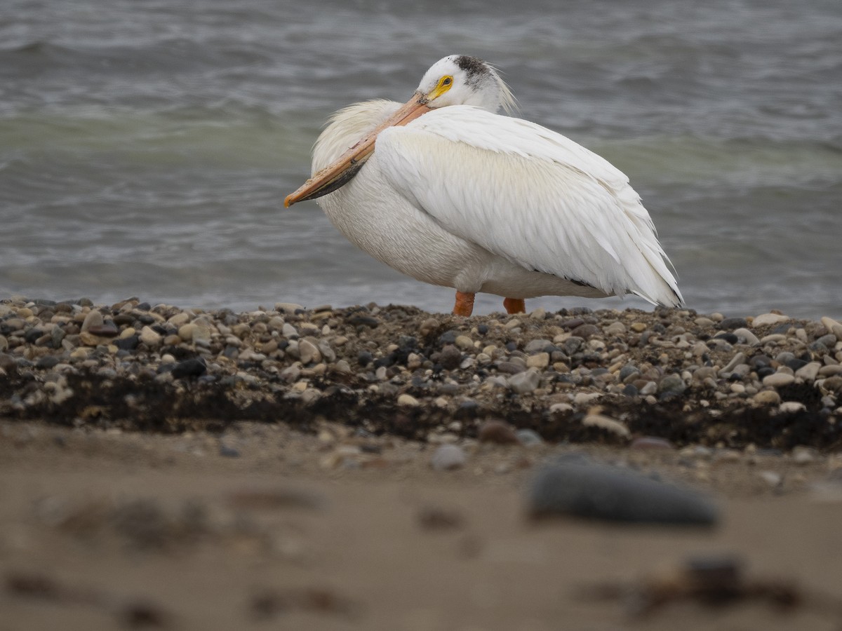 American White Pelican - ML637012783