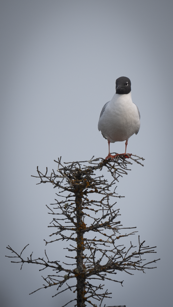 Bonaparte's Gull - ML637012863