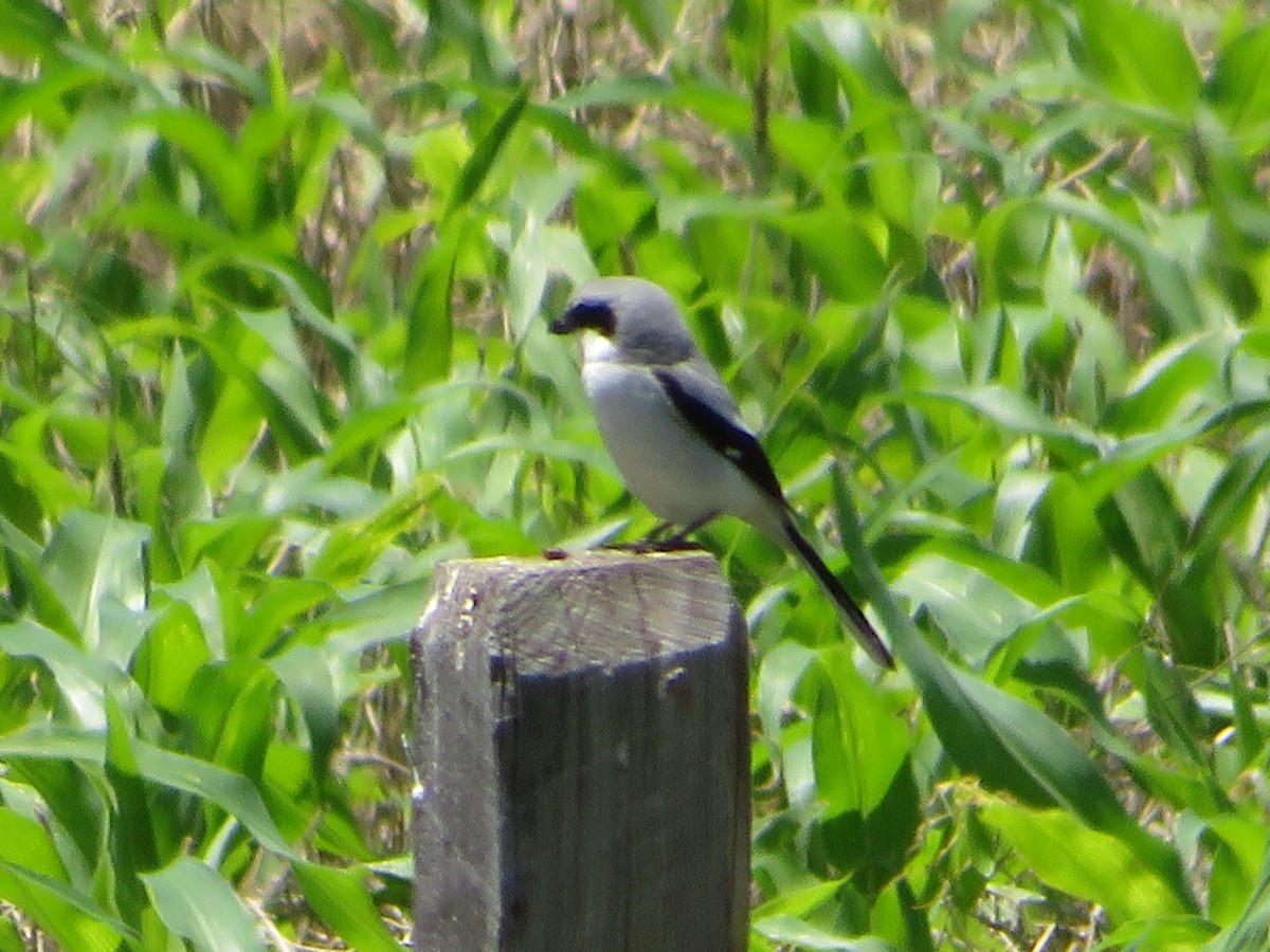 Loggerhead Shrike - ML637012888