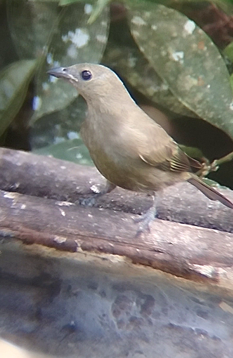 Palm Tanager - ML637012902