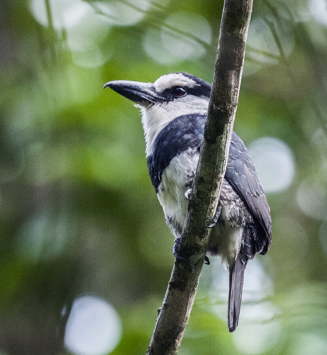 White-necked Puffbird - ML63701291