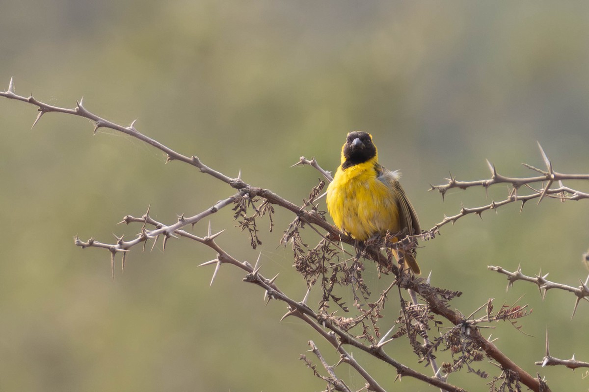 Slender-billed Weaver - ML637012926