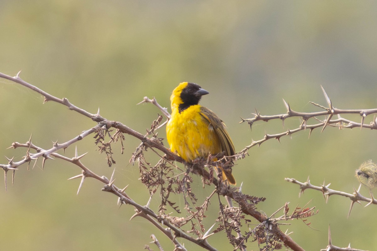 Slender-billed Weaver - ML637012934