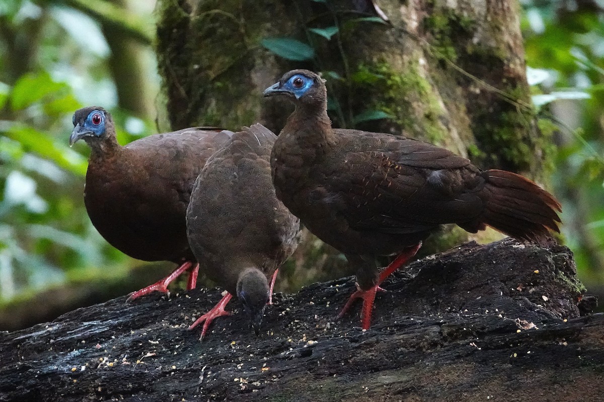 Bulwer's Pheasant - ML637012950