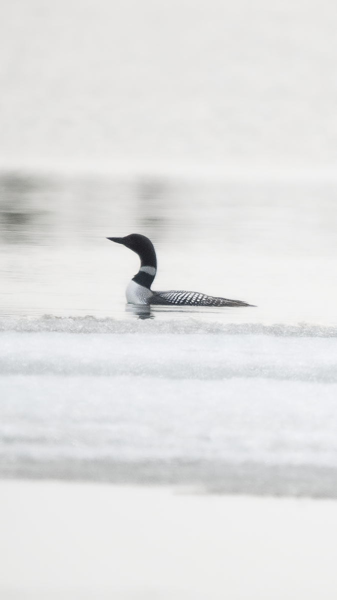 Common Loon - ML637012951
