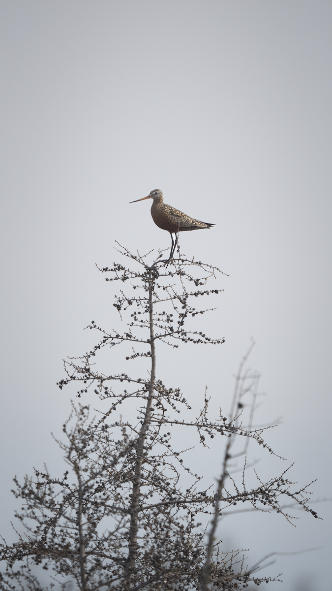 Hudsonian Godwit - ML637012967