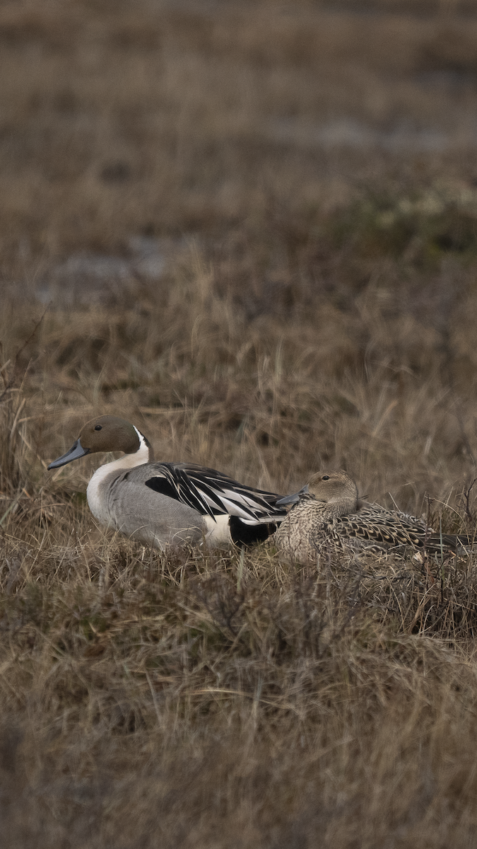 Northern Pintail - ML637012976