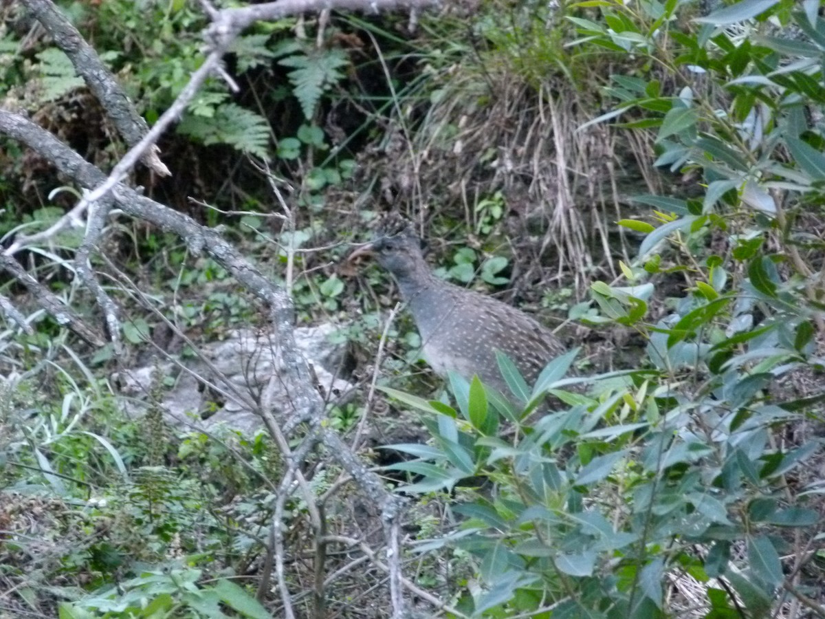 Andean Tinamou - ML637013018