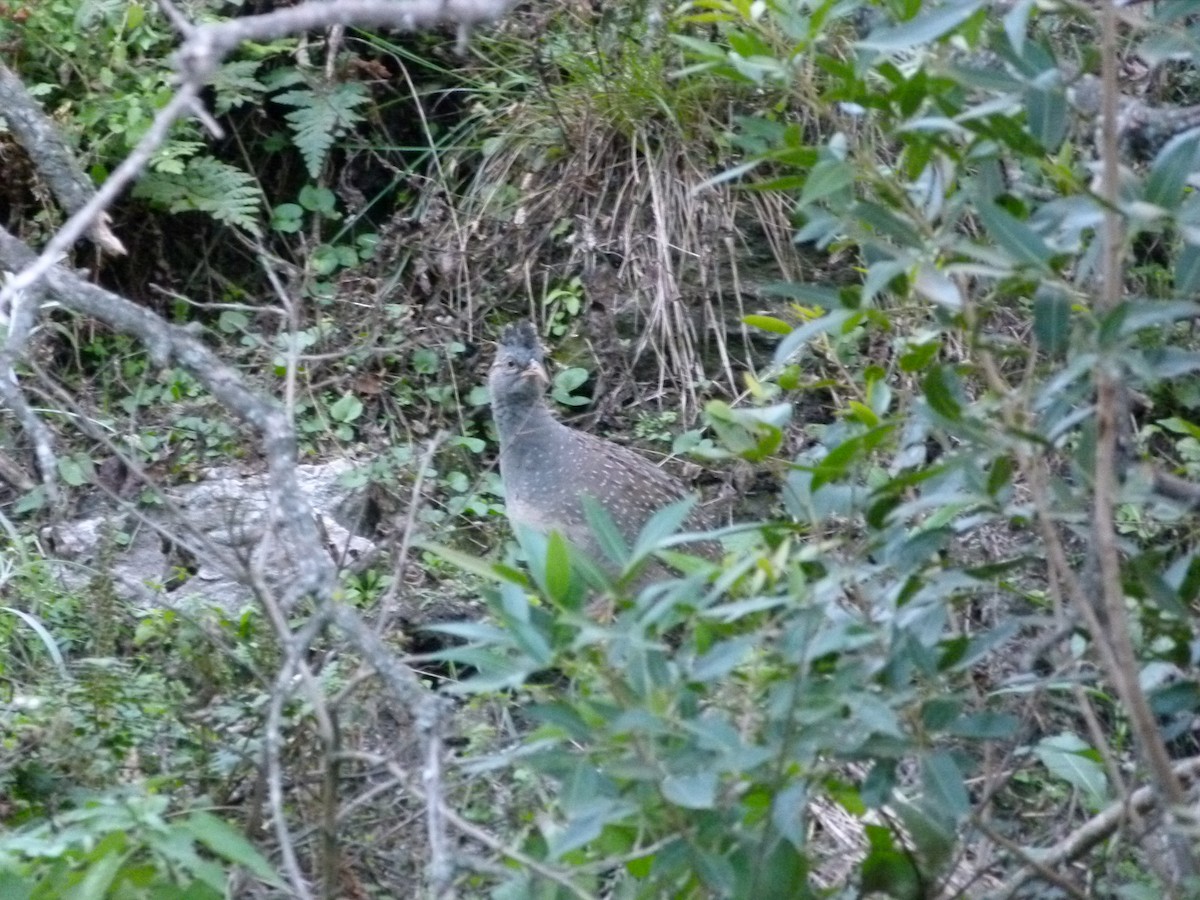 Andean Tinamou - ML637013019