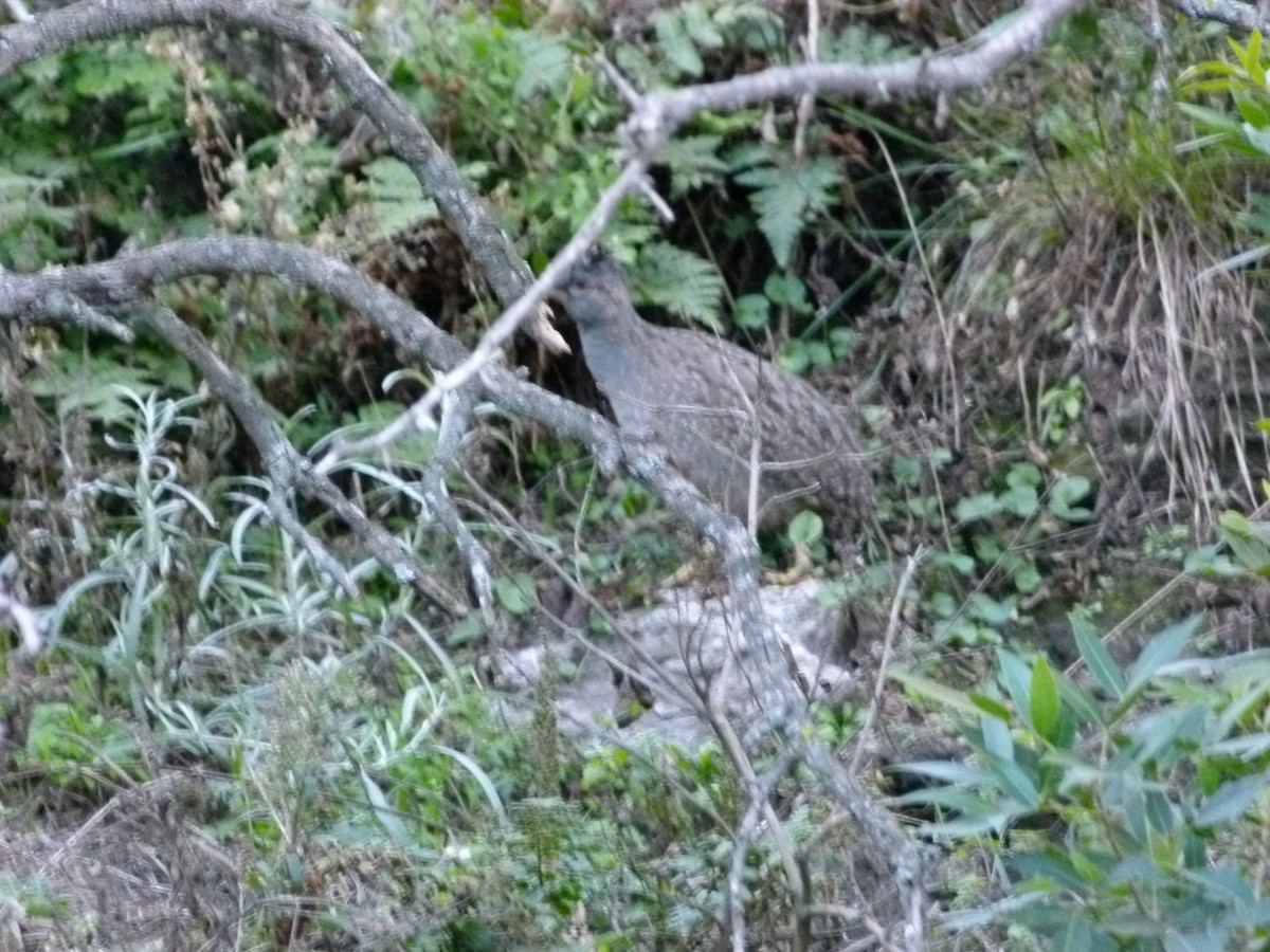 Andean Tinamou - ML637013020