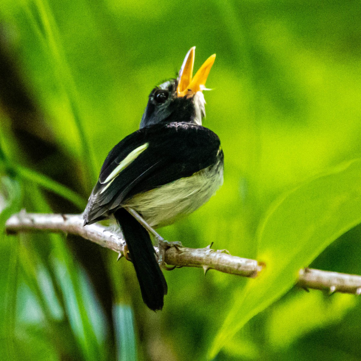 Black-and-white Tody-Flycatcher - ML637013082