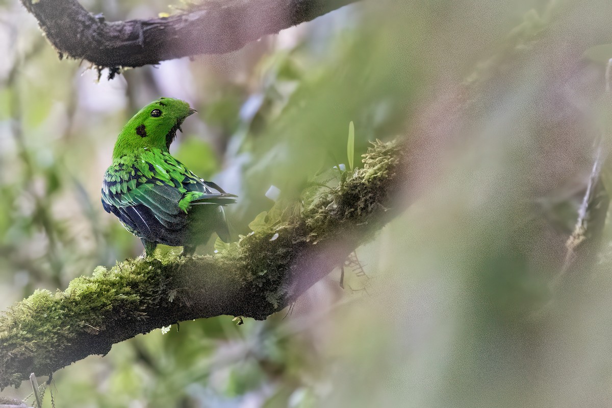 Whitehead's Broadbill - ML637013111