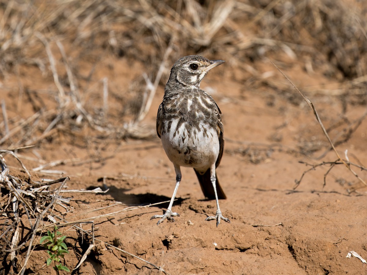Dusky Lark - ML637013126