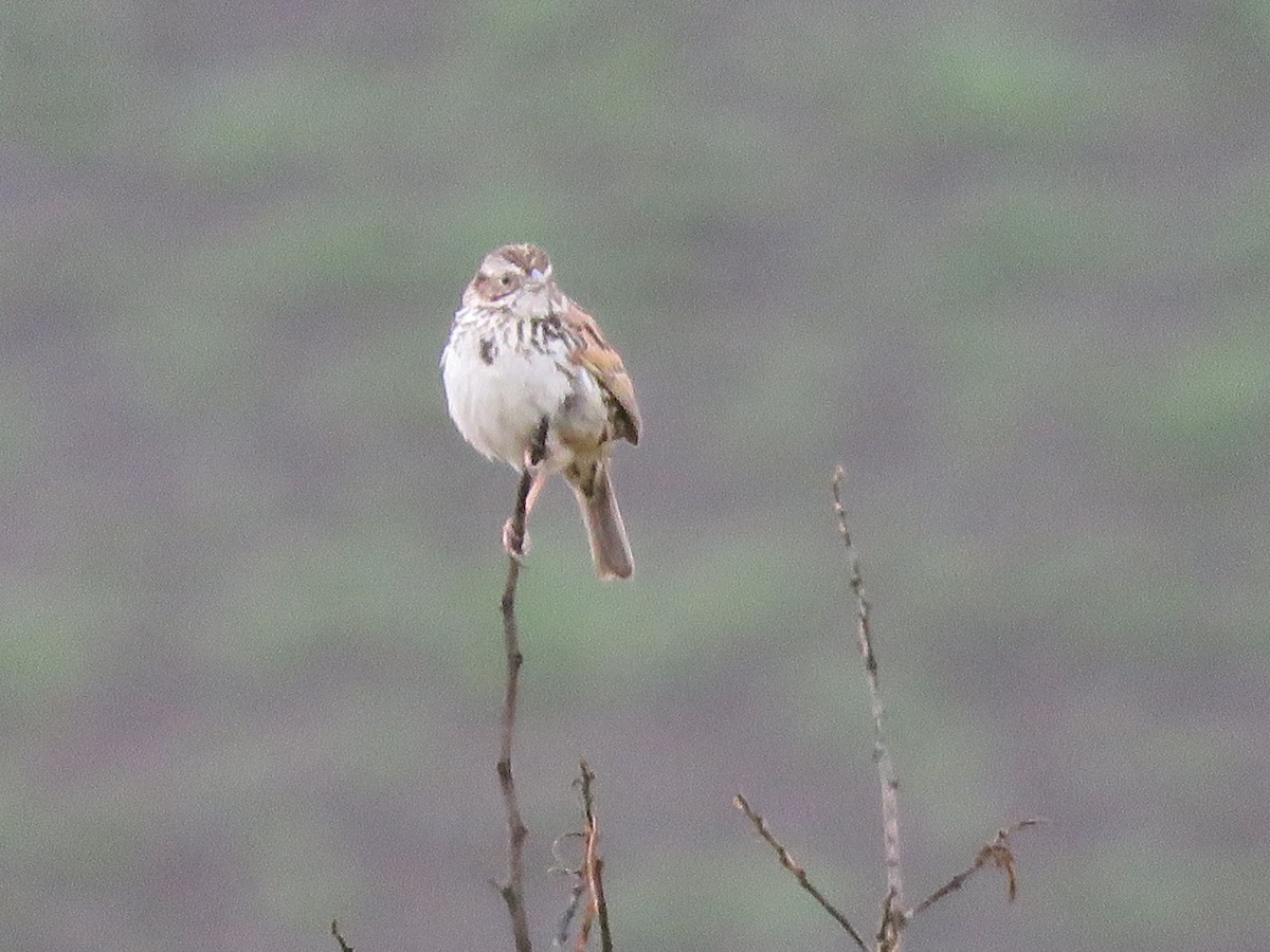 Sierra Madre Sparrow - ML637013130