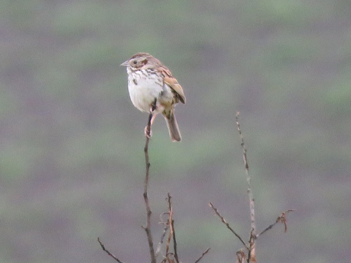 Sierra Madre Sparrow - ML637013133