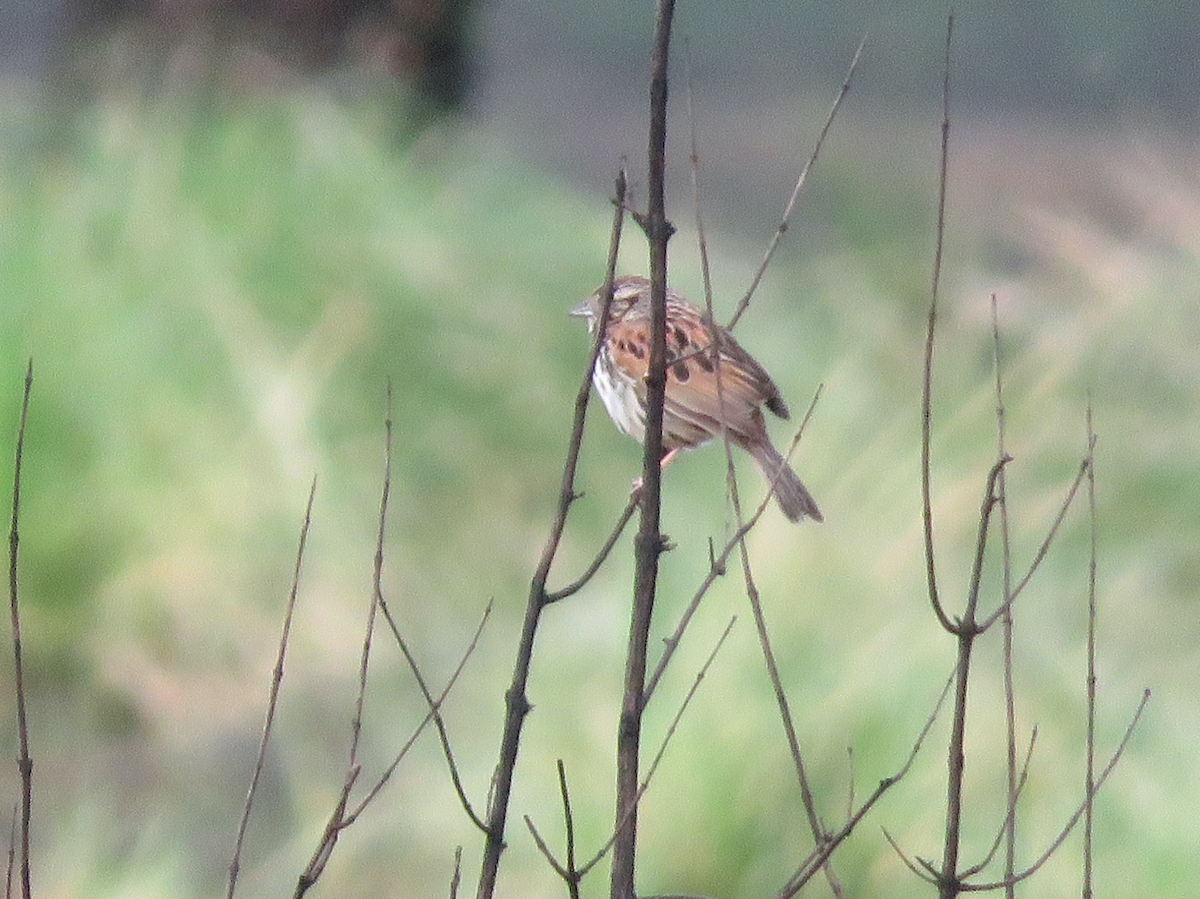Sierra Madre Sparrow - ML637013146