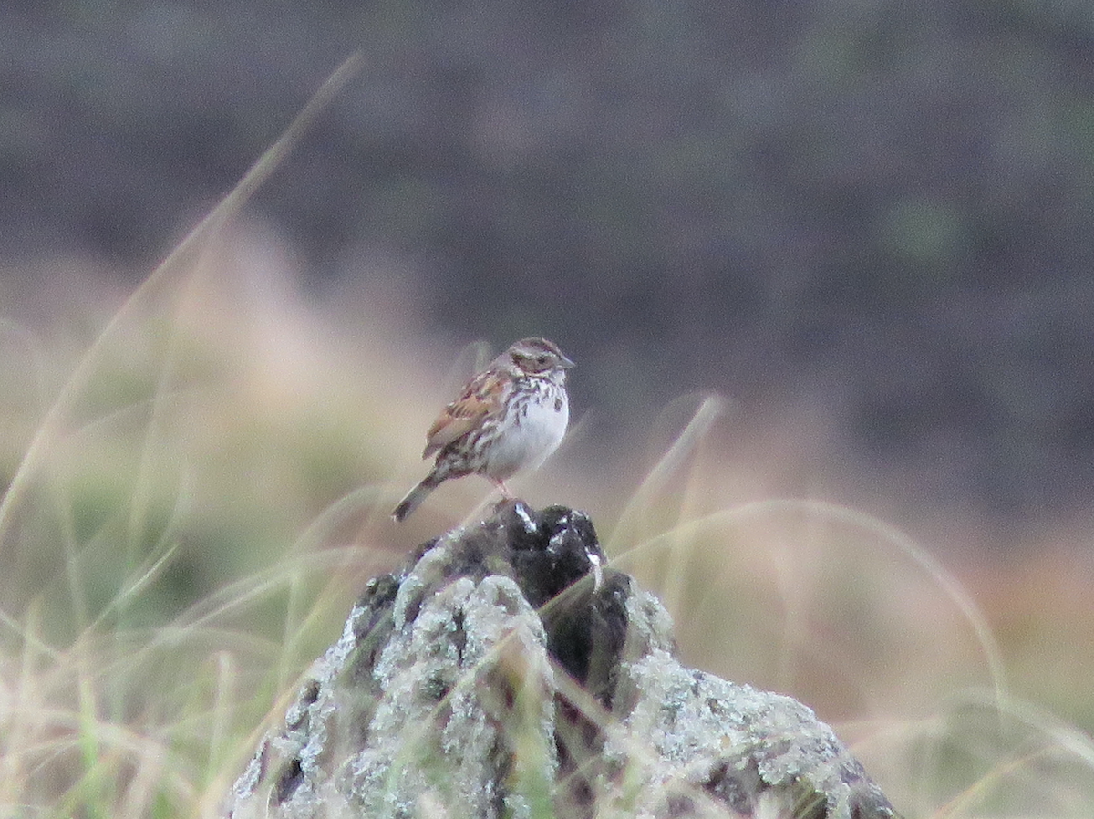 Sierra Madre Sparrow - ML637013150