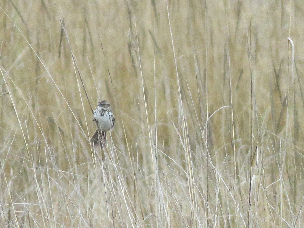 Sierra Madre Sparrow - ML637013152