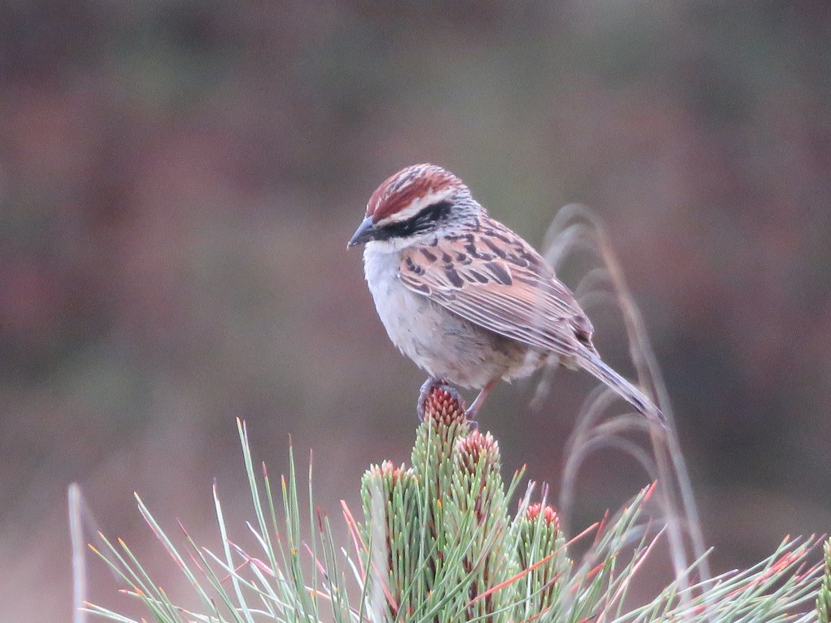 Striped Sparrow - ML637013198