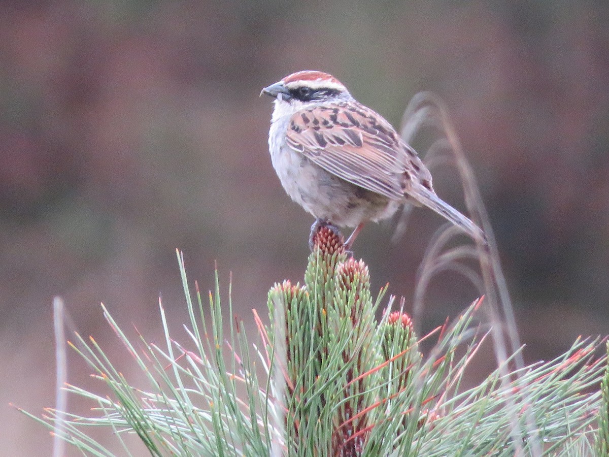 Striped Sparrow - ML637013200