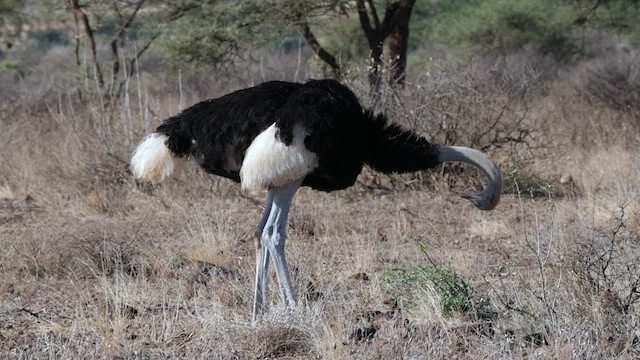 Somali Ostrich - ML637013218