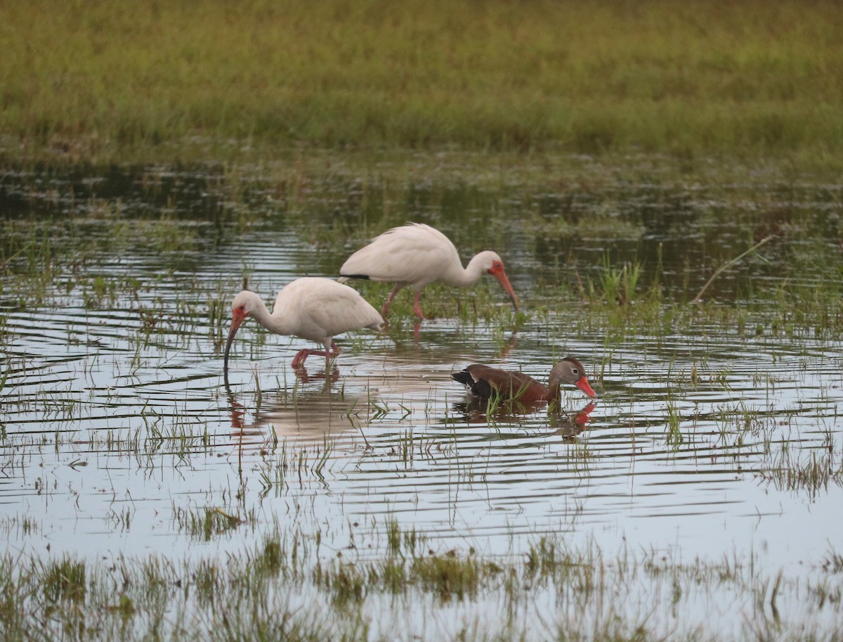 Black-bellied Whistling-Duck - ML637013344