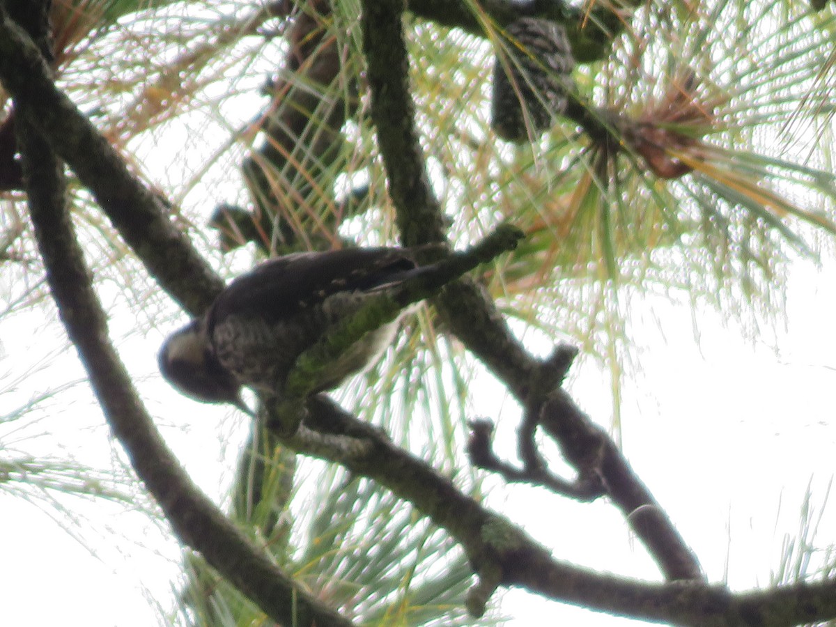 Strickland's Woodpecker - ML637013348
