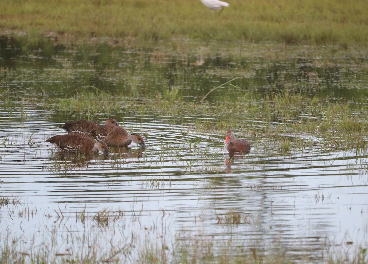 Black-bellied Whistling-Duck - ML637013358