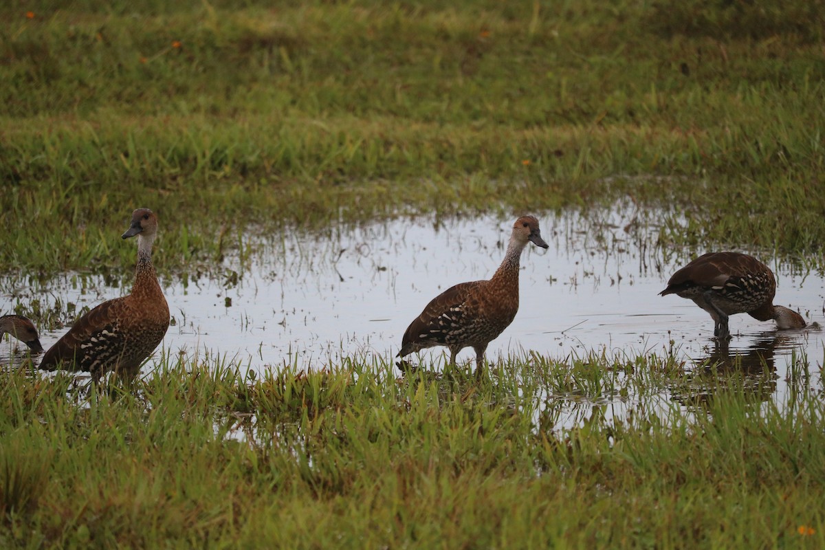 West Indian Whistling-Duck - ML637013366