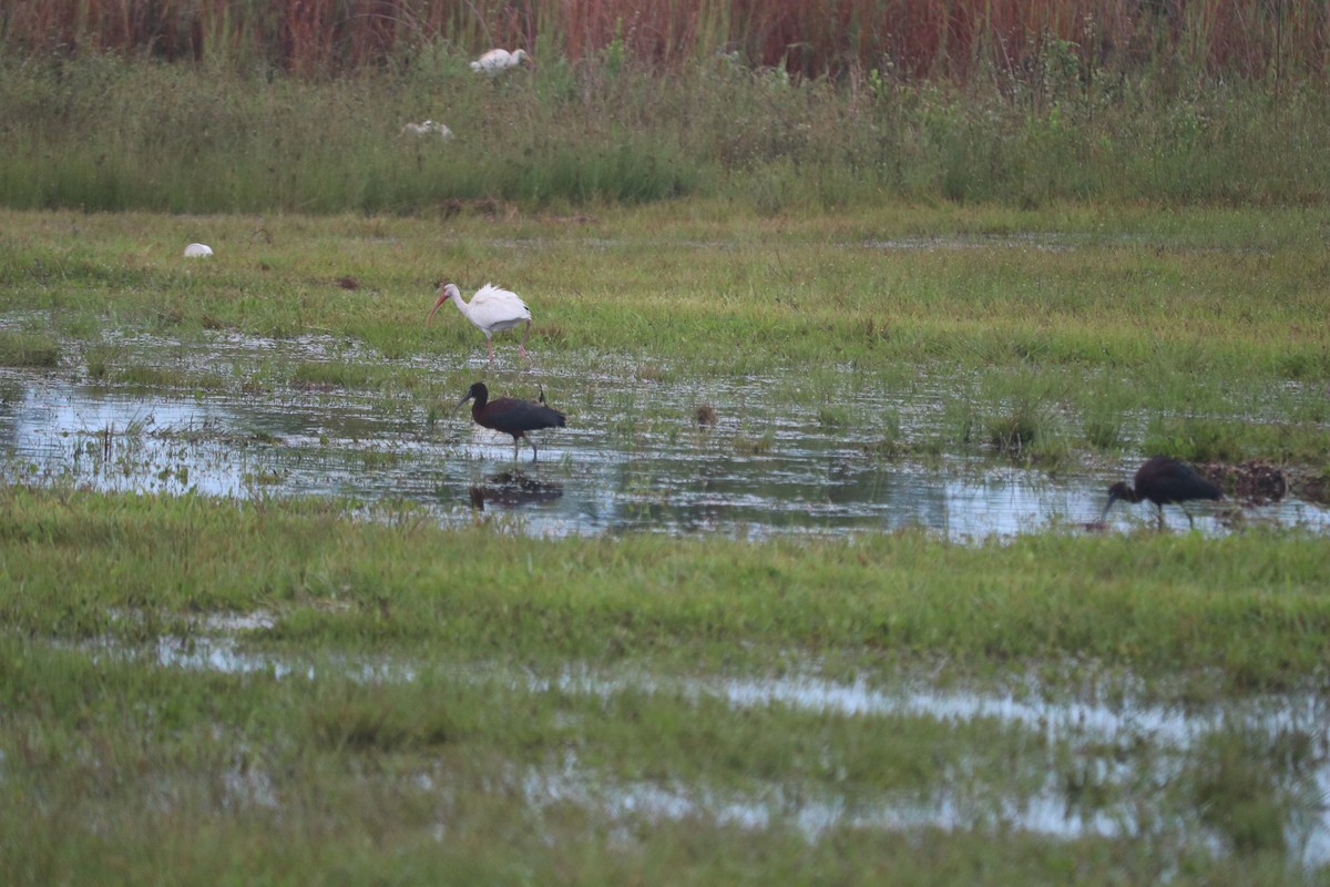West Indian Whistling-Duck - ML637013380